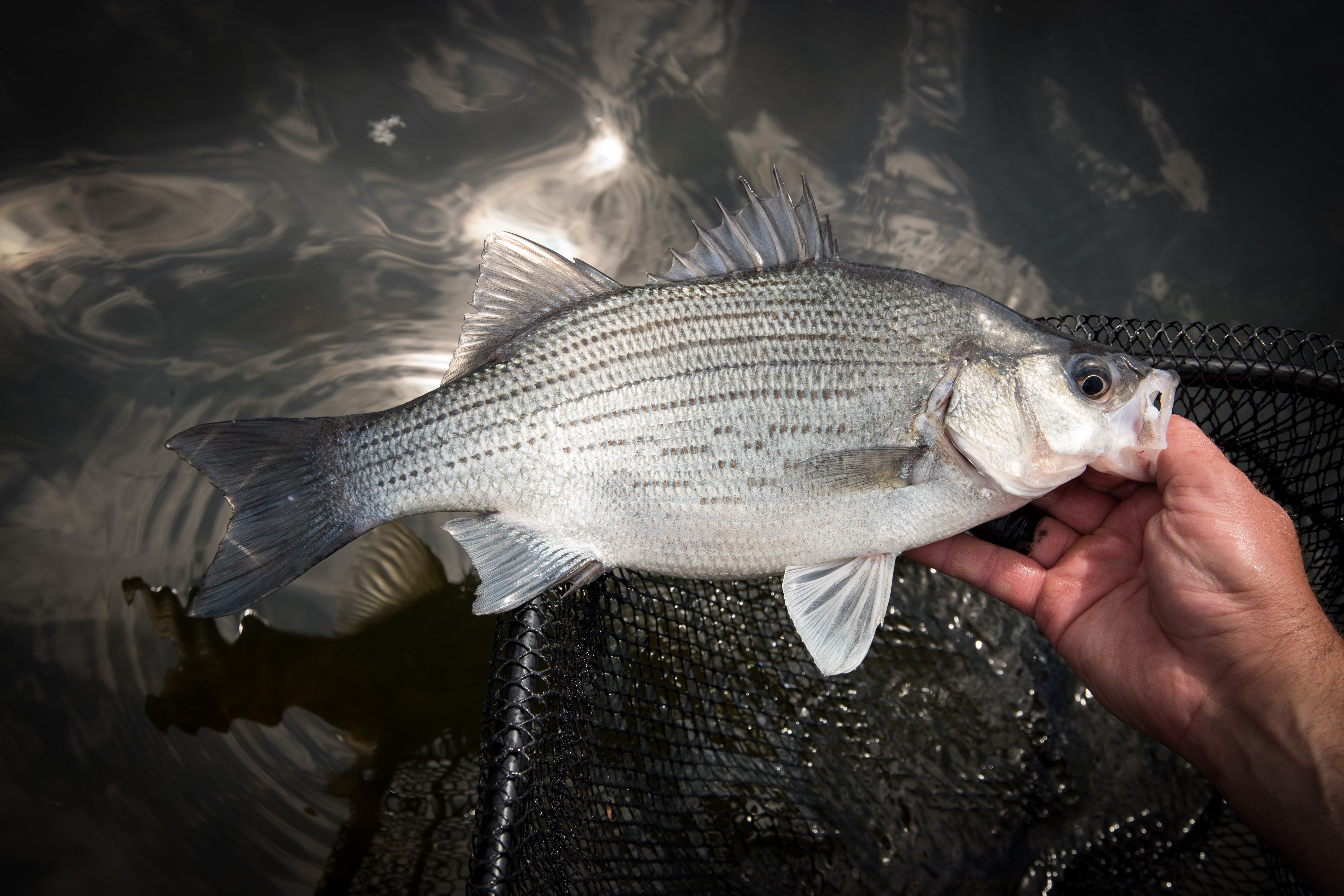 Close-up of a silver bass, fishing concept. 