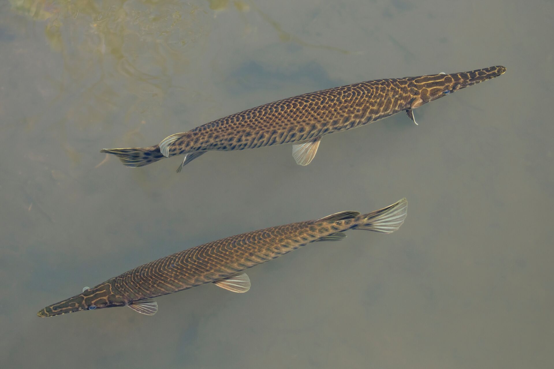 Two alligator gar swimming near the surface of water, how to catch these fish concept. 