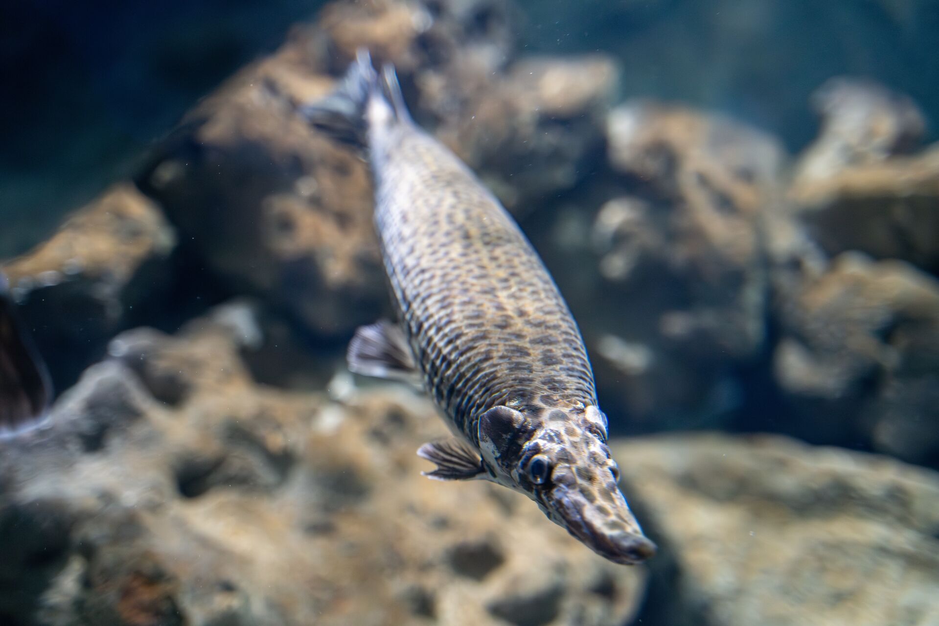 An alligator gar in the water, where to catch gar concept. 