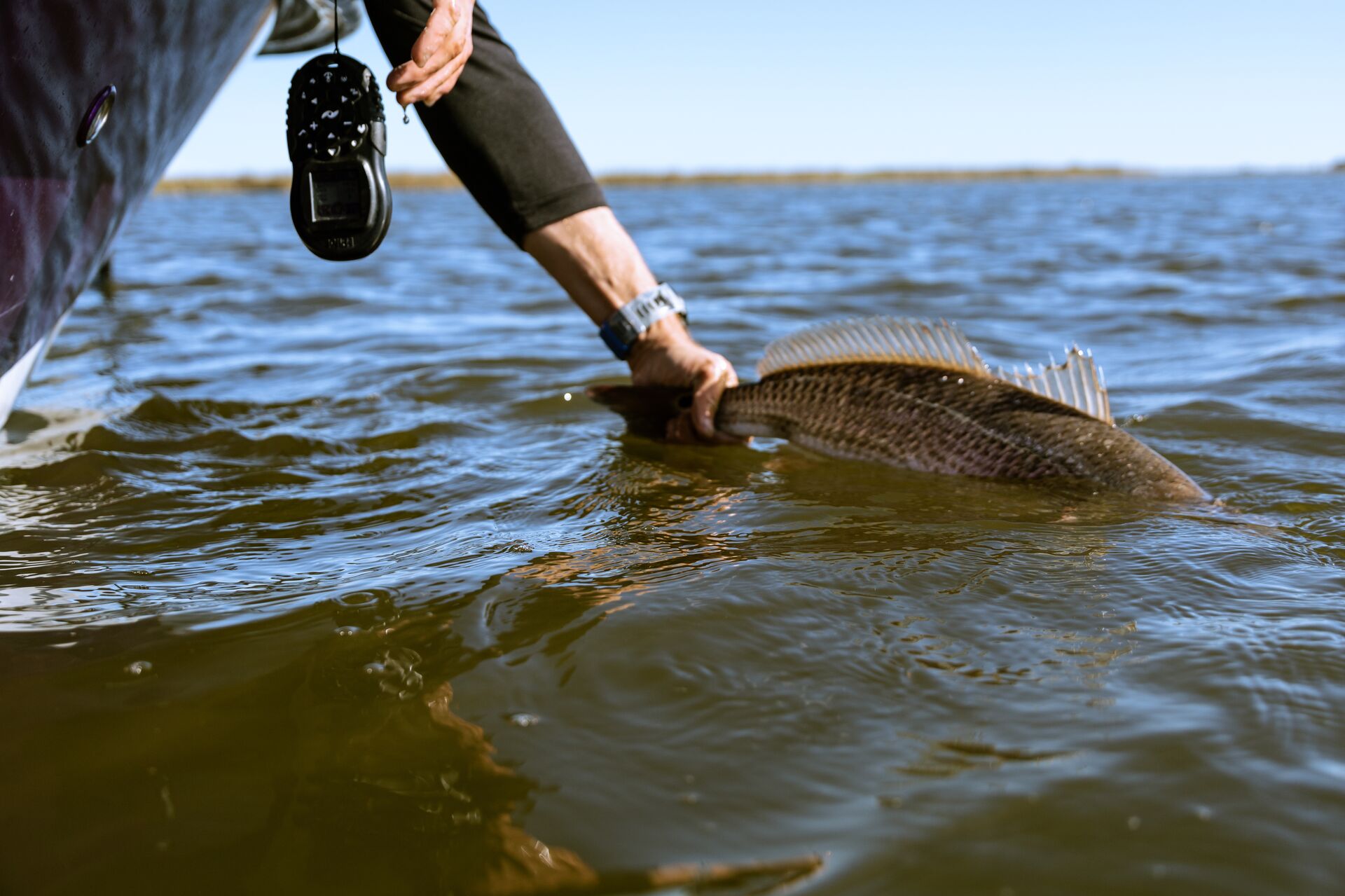 An angler holding a redfish by the tail in the water.