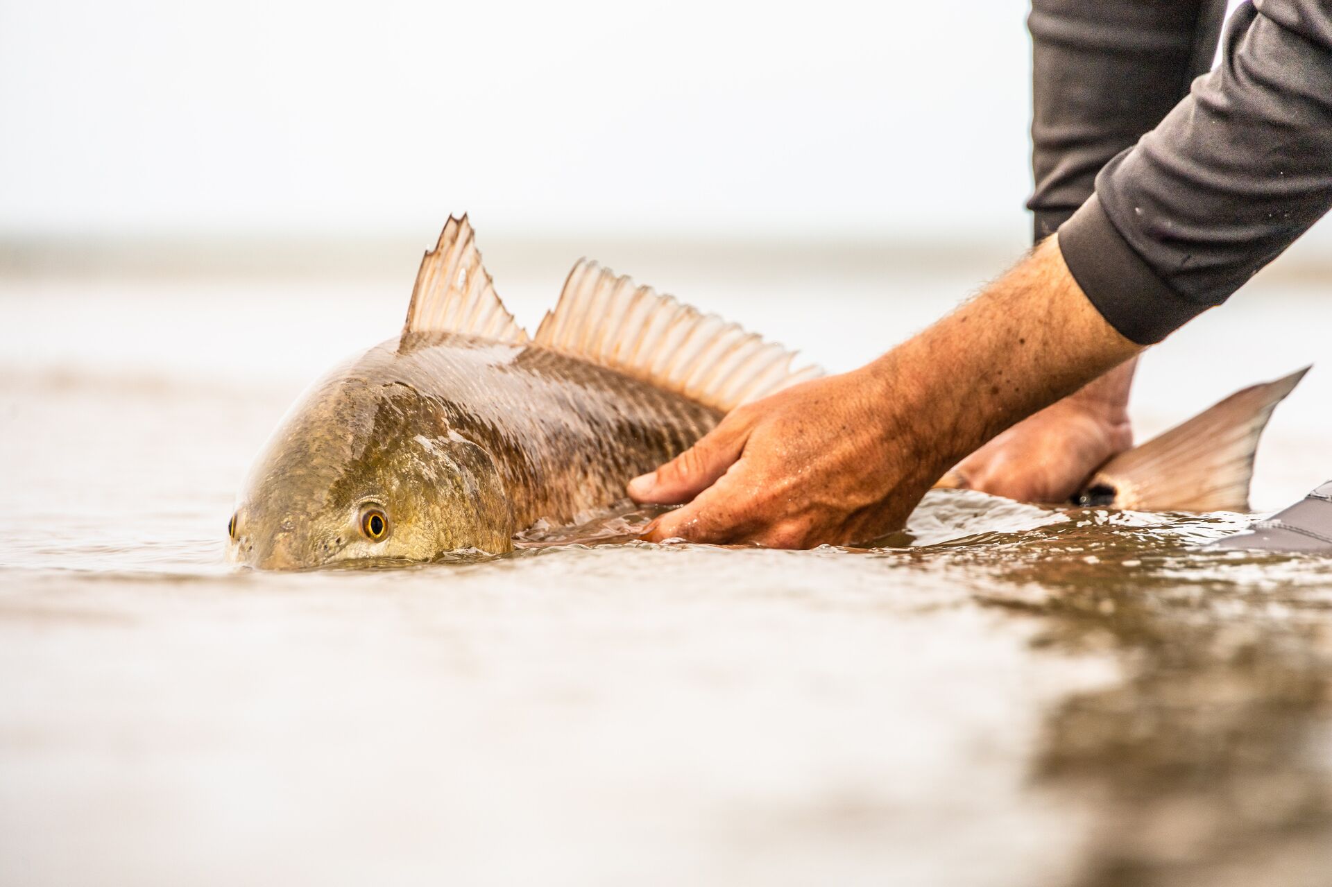 Close-up of hands holding a redfish in the water. 