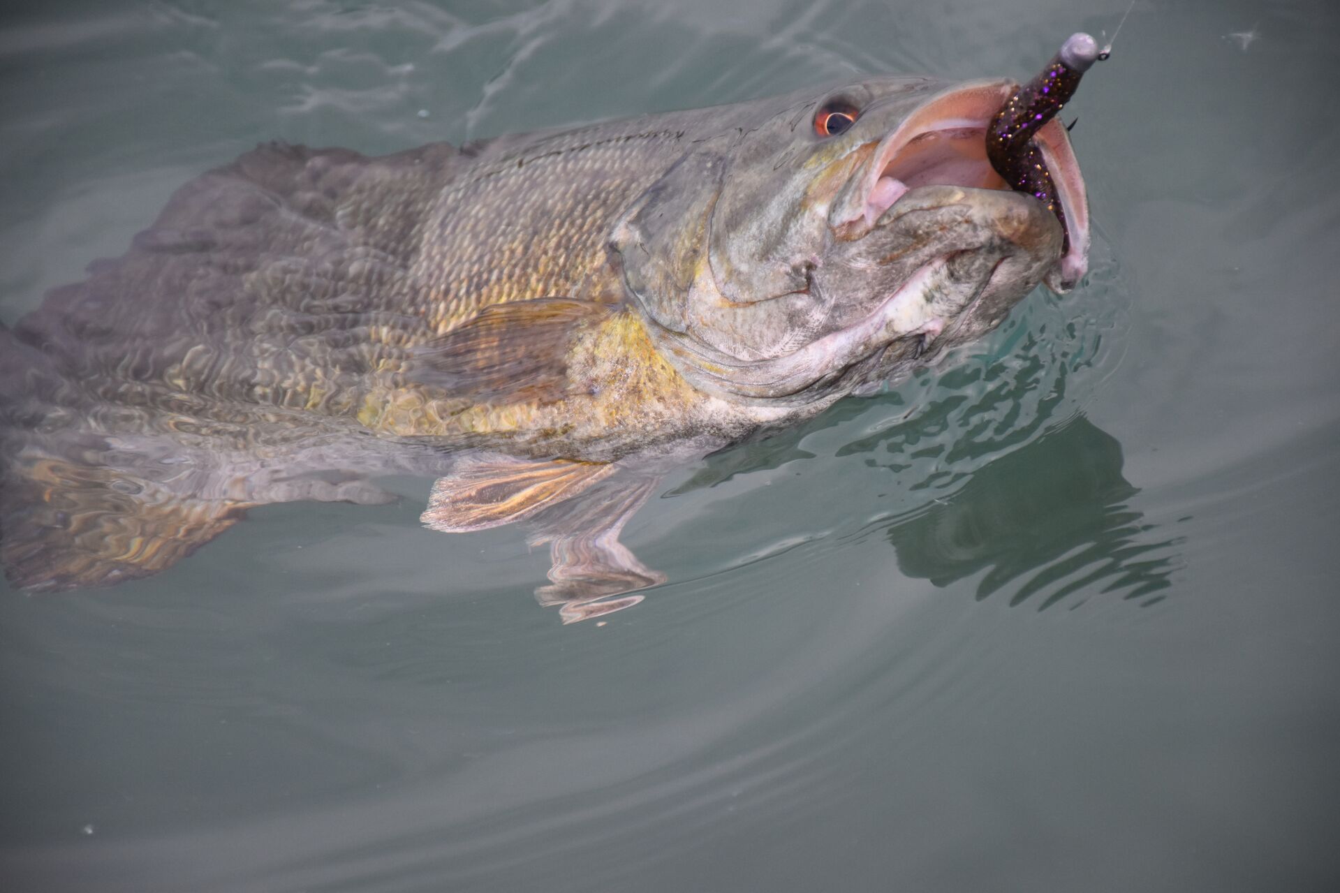 A fish caught on a Ned rig. 