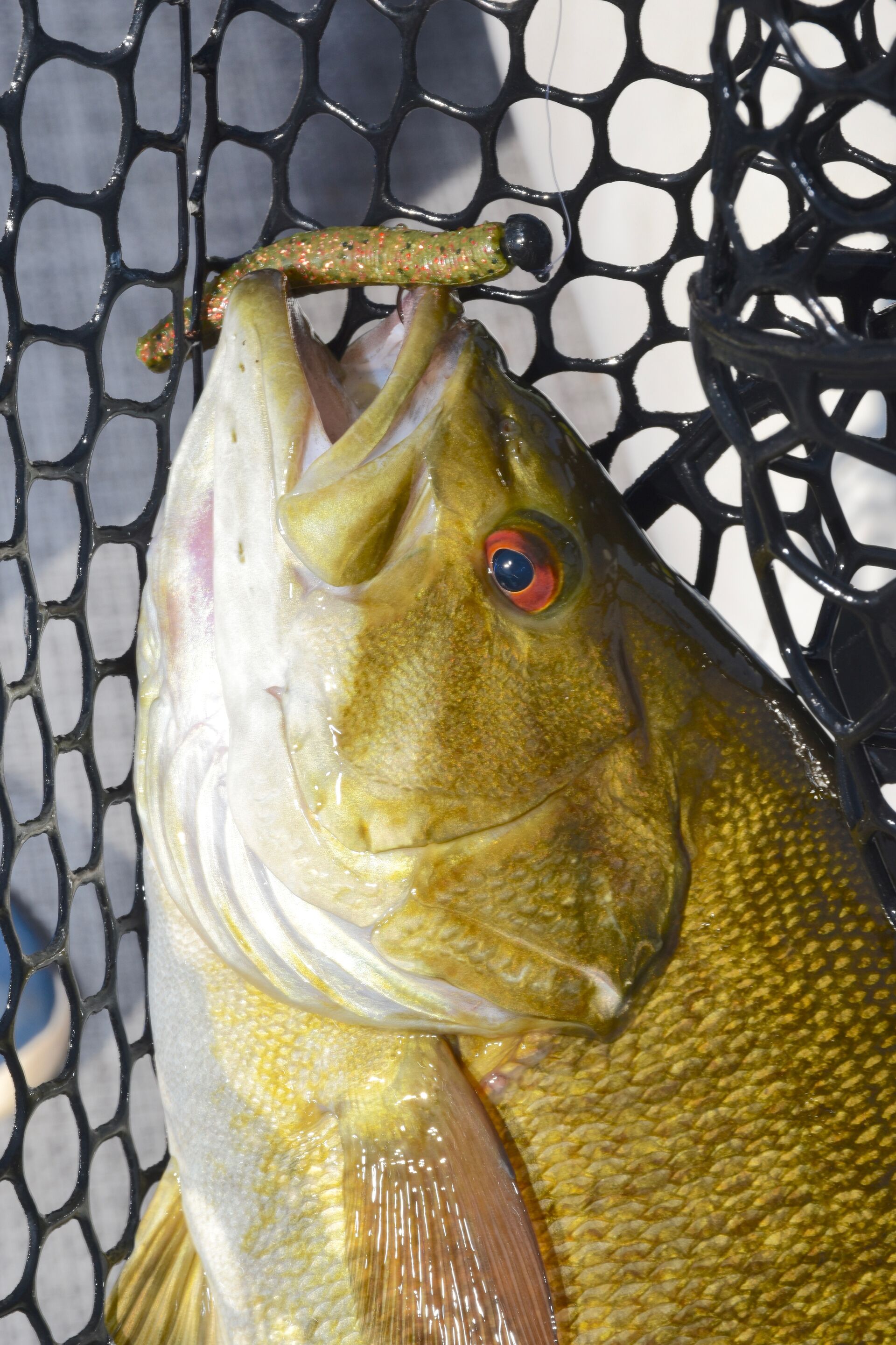 A fish hooked on a Ned rig in a net. 