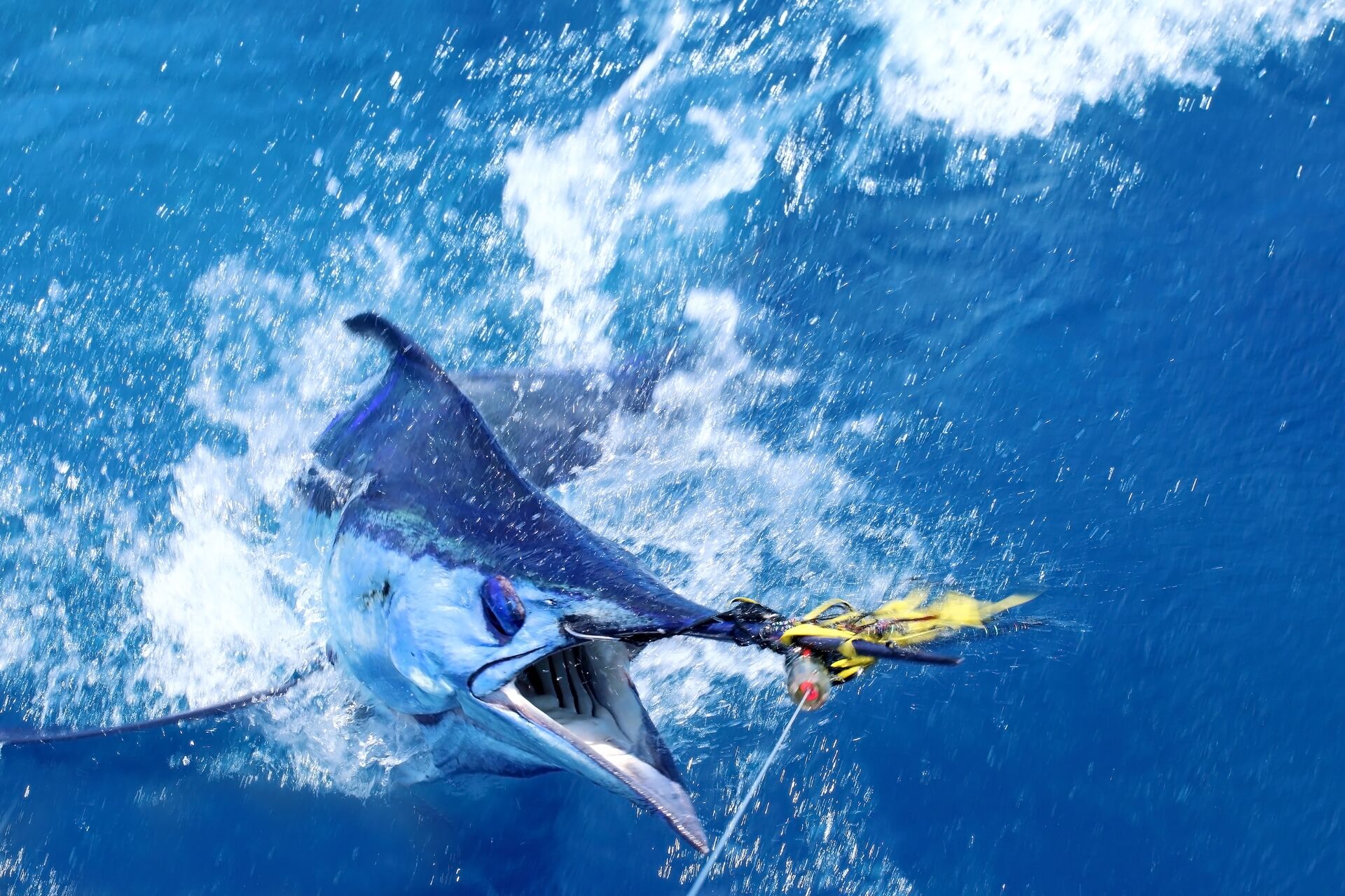 A marlin fighting at the end of a fishing line. 