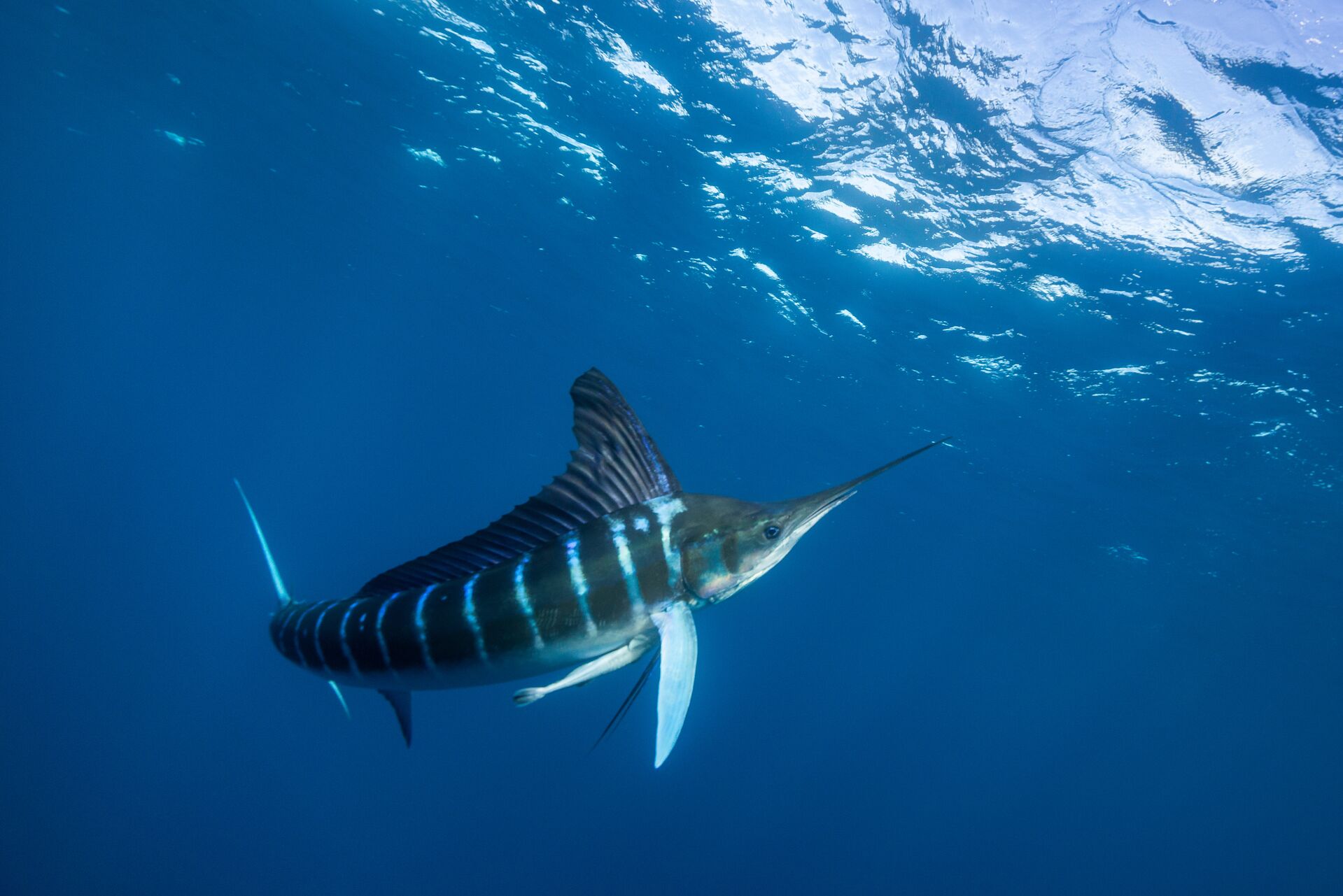 A marlin fish in the water. 