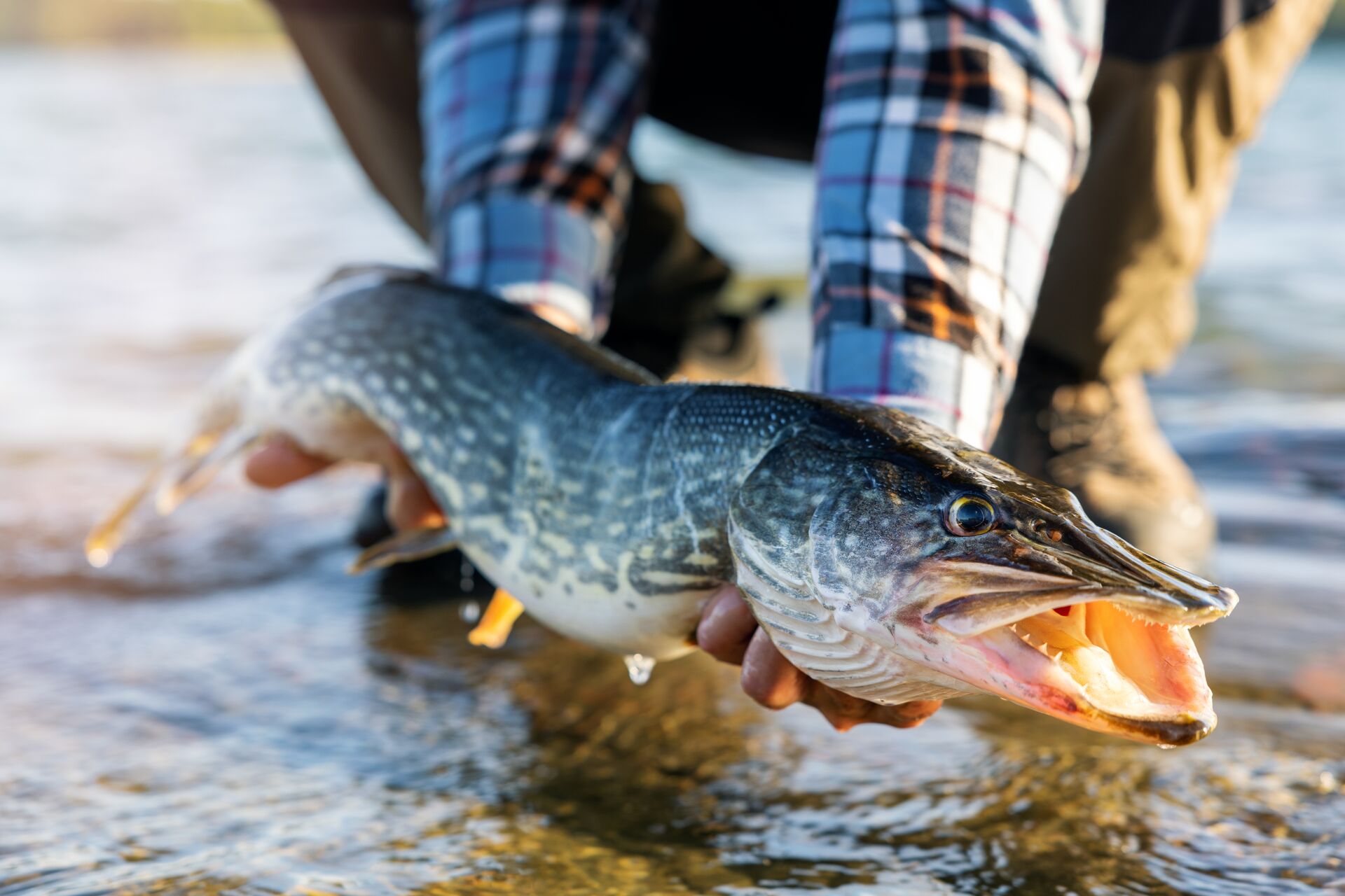 Close-up of pike fishing. 