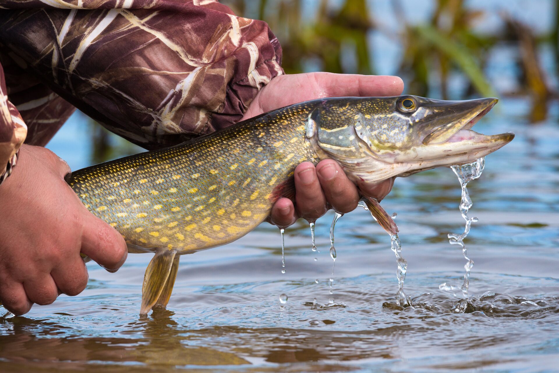 Close-up of hands holding a pike fish. 