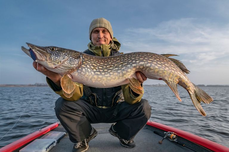 A man on a boat holds up a big pike fish. 