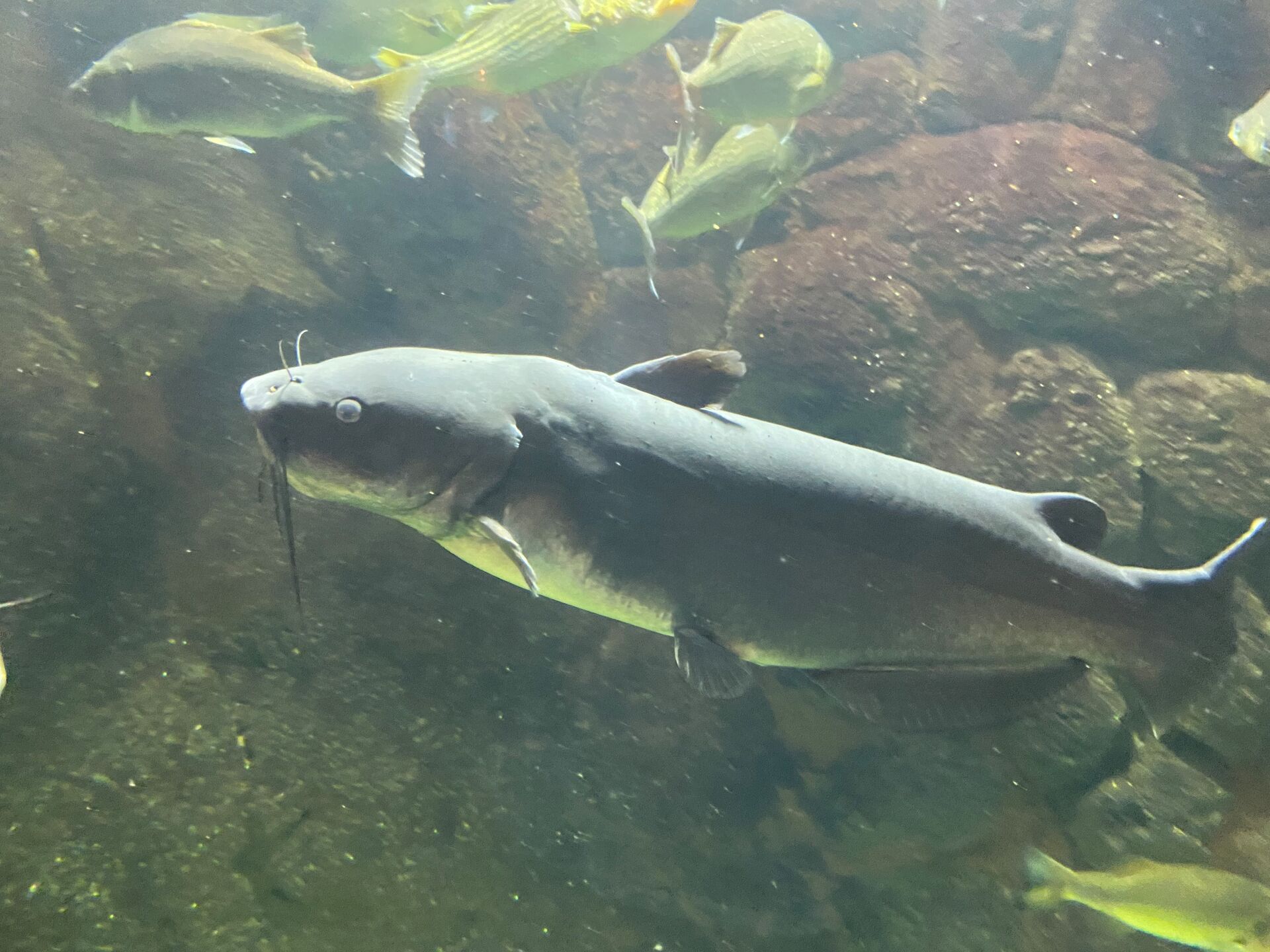 A blue catfish swims underwater. 