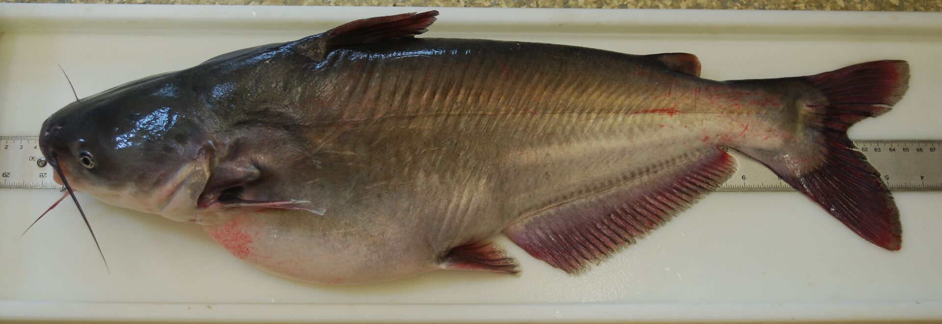 A blue catfish on a ruler. 