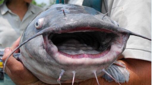 Close-up of a blue catfish face out of the water. 