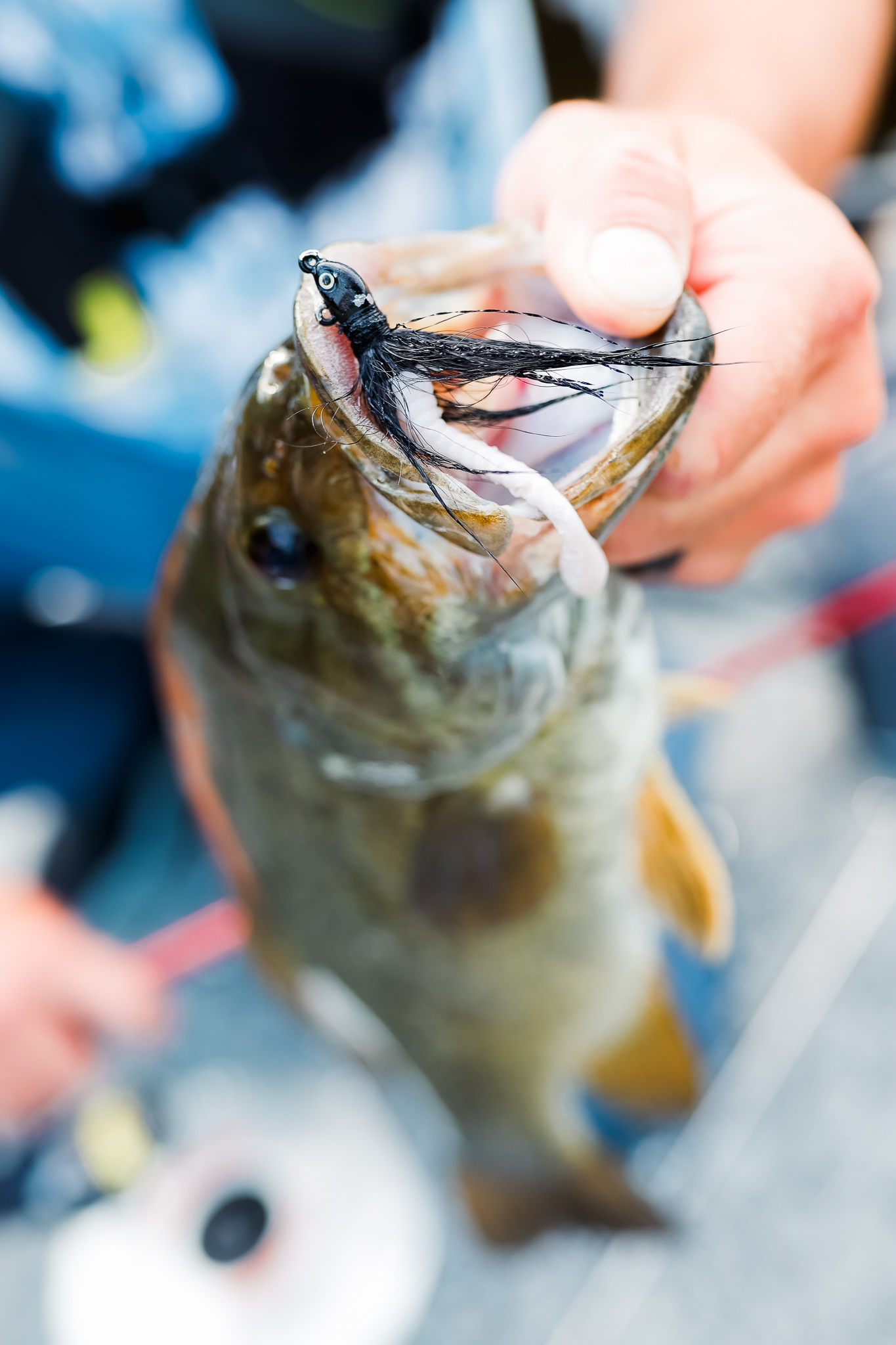 Close-up of a hand holding a fish caught with a lure in its mouth. 