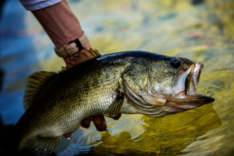 A man holds a largemouth bass.