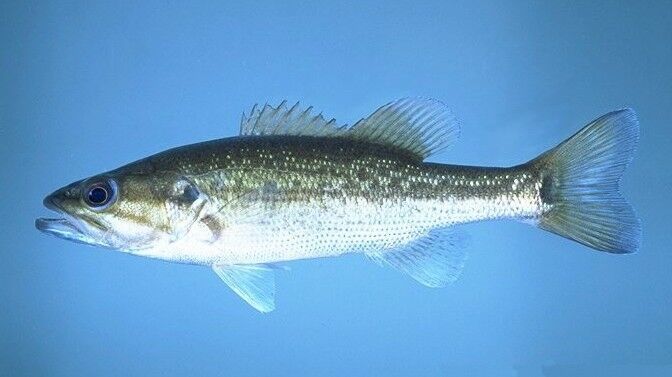 A spotted bass on a blue background.