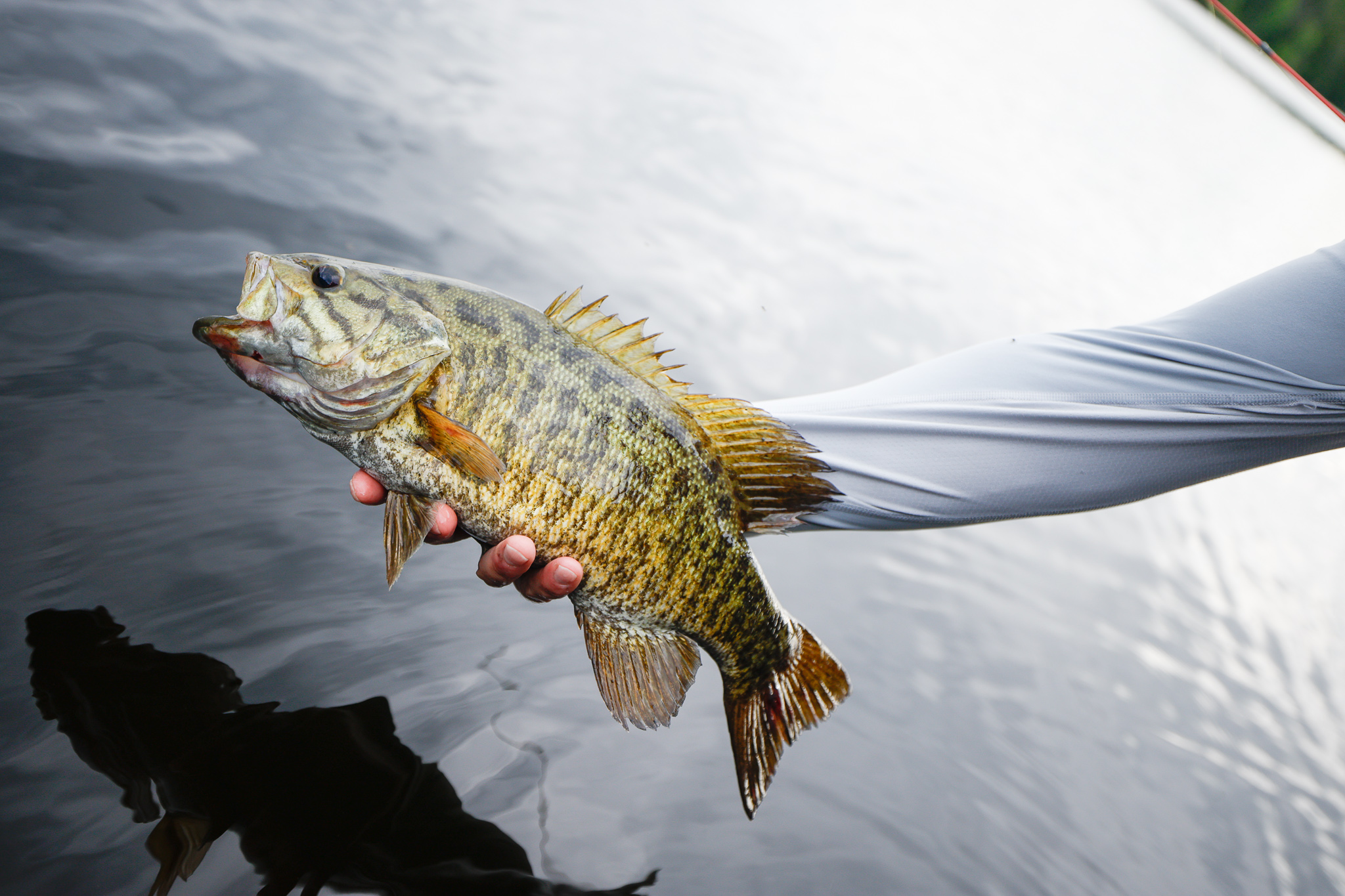 An angler holds a fish over the water while fishing. 